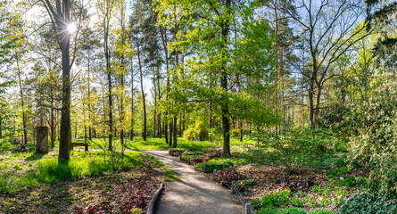 Panoramatic shot of forest with road leading to the sunset