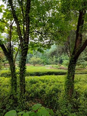 morning in the forest