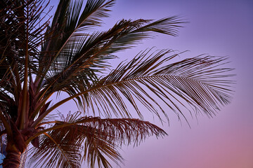Naklejka na ściany i meble Palm leaves on the background of the sunset