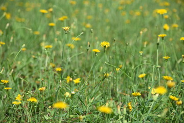 Fototapeta premium field of yellow dandelions