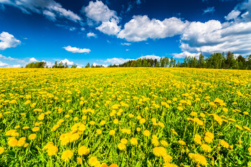 Obraz premium Meadows in the forest illuminated by the sun, covered in dandelions on a cloudy spring day