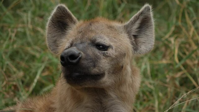 Spotted Hyena in Natural Environment