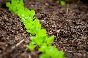Lettuce seedling plant in the ground, gardening	
