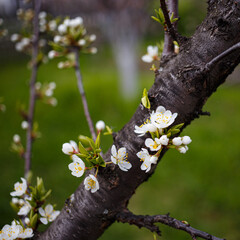 cherry tree blossom
