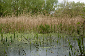 reeds in the water