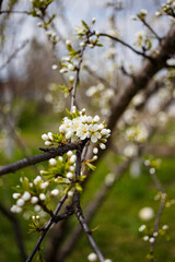 cherry tree blossom