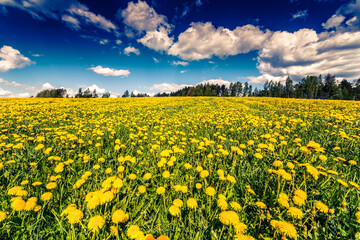 Fototapeta premium Meadows in the forest illuminated by the sun, covered in dandelions on a cloudy spring day