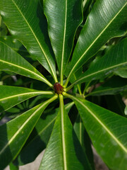 close up of green leaves