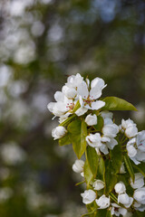 pear blossom