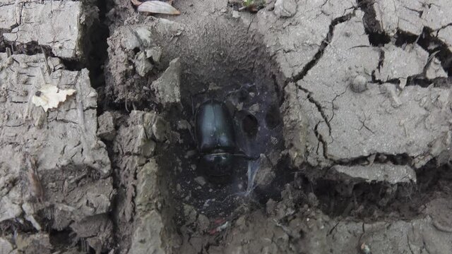 Dead big ground beetle carabus on dry, cracked ground - victims of drought