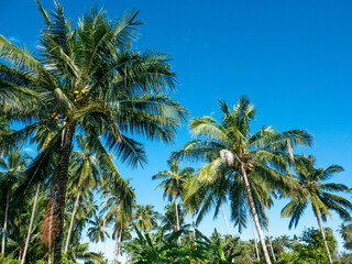 Coconuts tree in a plantation area in the tropical nation of Indonesia.