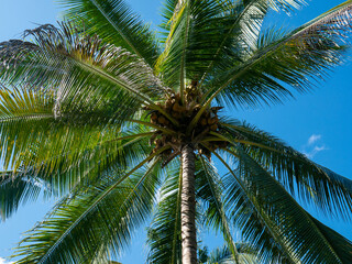 Fototapeta premium Coconuts tree in a plantation area in the tropical nation of Indonesia.