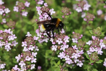 bumblebee on a flower