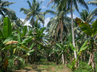 Coconuts tree in a plantation area in the tropical nation of Indonesia.