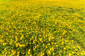 Meadows covered with dandelions lit by the sun