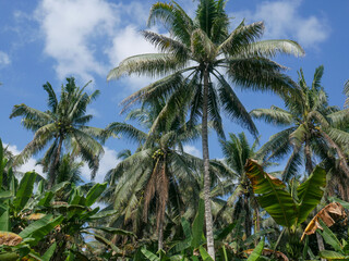 Fototapeta premium Coconuts tree in a plantation area in the tropical nation of Indonesia.