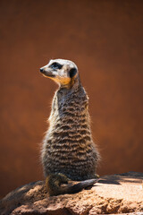 meerkat on guard duty