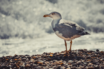 Seagull resting on the beach 