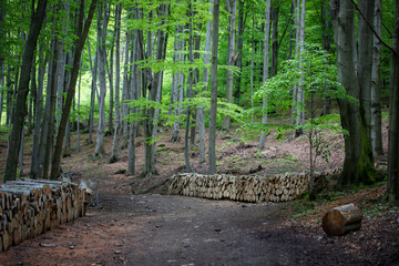 Wiosenny szlak w lesie © anettastar