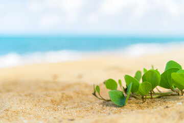 Fototapeta na wymiar Beach Morning Glory or Ipomoea pes-caprae on the sand at the beach.