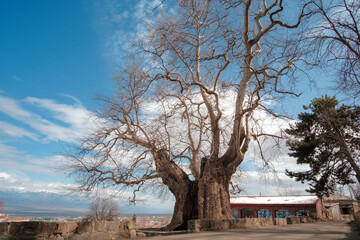 Large plane tree lit by sunlight on a blue sky background