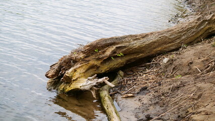 tree in the water