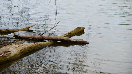 tree in the water