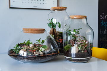 Small decoration plants in a glass bottle, garden terrarium bottle,  forest in a jar. Terrarium jar with piece of forest with self ecosystem. Save the earth concept. Bonsai, set of terrariums, jars