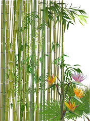 green bamboo plants and tropical flowers on white - obrazy, fototapety, plakaty