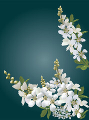 branch with white jasmine on cyan background