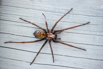 spider isolated on white background, nacka, sverige, sweden, stockholm