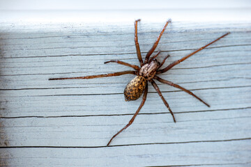 spider on a white background, nacka, sverige, sweden, stockholm