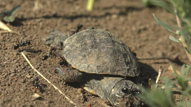 Tragedy Emydidae Terrapene carolina had just hatched from its egg and died from intense heat. Black ants are eating baby turtle. Eastern box (juvenile), Turtles are diapsids of the order Testudines