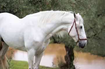 Obraz na płótnie Canvas portrait of white pure spanish stallion posing near lake. Andalusia. Spain