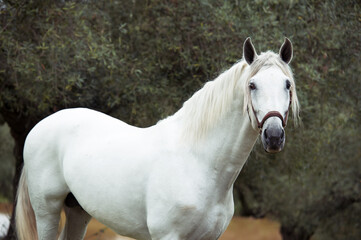 portrait of white  pure  spanish stallion posing  near  lake. Andalusia. Spain