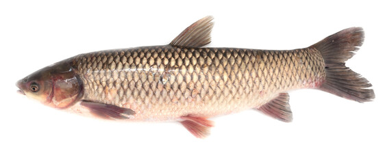 White carp fish isolated on white background.