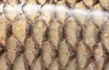 Fish scales as an abstract background.