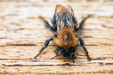 bee, bumblebee on the ground, nacka, sverige, sweden, stockholm