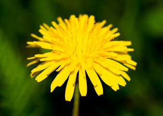 Close up of yellow dandelion flower in spring.