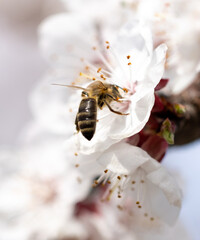 Bee on a white flower of a fruit tree.