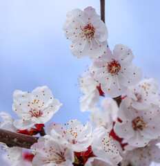 White flowers on an apricot tree in spring.