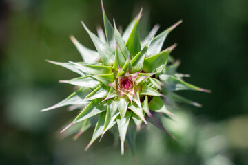 Detail of young Cardus marianus (Silybum marianum) flowers, growing on the feild with sunshine day.Medicinal plants, Italian wild life,Italy.