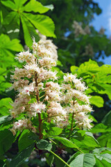Chestnut blossom season.