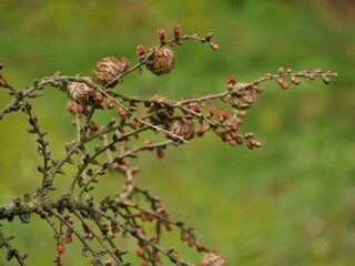 Lärchenzweige