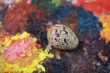 Obraz premium small quail egg on a colorful palette