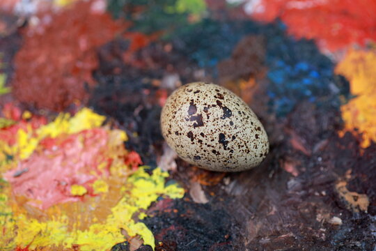 small quail egg on a colorful palette