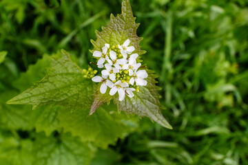 Garlic mustard, also known as 'Jack-by-the-hedge' wild flowering biennial plant.  Alliaria petiolat. Alliaria.Brassicaceae family.