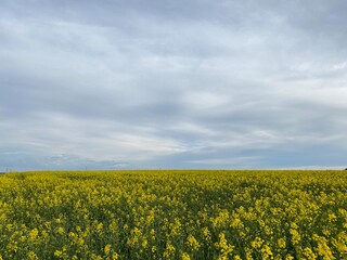 Obraz premium Feldweg - Getreide - Himmel - Landwirtschaft an einem Feldweg in der Eifel in Deutschland