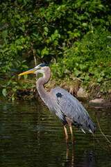 great blue heron