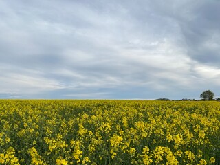 Feldweg - Getreide - Himmel - Landwirtschaft an einem Feldweg in der Eifel in Deutschland